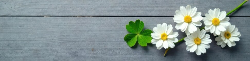 Obraz premium Four white flowers and a small green clover rest on a gray wooden background , stock, serene, rustic