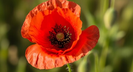 Fototapeta premium Striking close-up of a vibrant red poppy in full bloom, soft green background