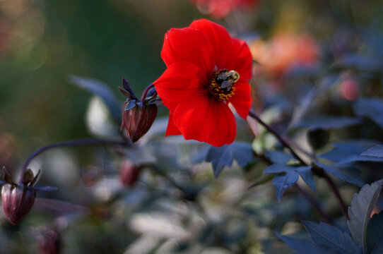 Bee Collecting Nectar Pollen on Red Dahlia Flower - Powered by Adobe