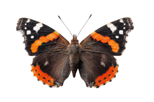 A detailed close-up of a Red Admiral butterfly, showcasing its vibrant orange, black, and white patterns against a transparent background. background removed