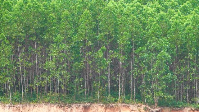 Pole-stage stand. Young forest plantations in Vietnam, Artificial deciduous forest, homogeneous forest
