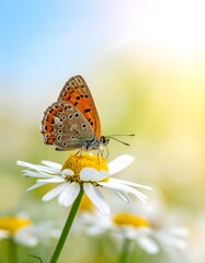 Butterfly on a daisy in a sunny field