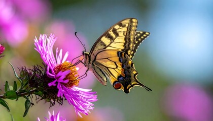 Butterfly on a flower (1)