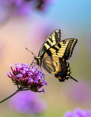 Butterfly on a flower