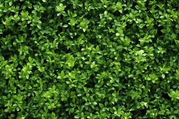 Green hedge Shrub wall border backgrounds plant shrub.