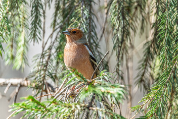 Common chaffinch, Fringilla coelebs, sits on a tree. Common chaffinch in wildlife.