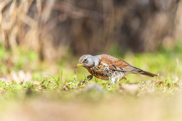 Wood bird Fieldfare, Turdus pilaris, on a sprng lawn.