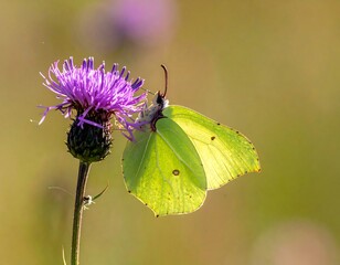 Butterfly on a thistle (1)