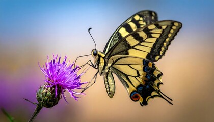 Butterfly on a thistle
