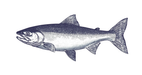 Obraz premium Fish sketch salmon trout. Vintage retro print, black white salmon trout fish sketch ink pencil style drawing, linear drawing, engrave old school. Sketch artwork salmon trout fish. Illustration