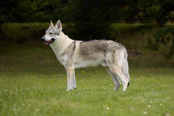 Youth male of czechoslovak wolfdog posing outdoor in nature