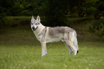 Youth male of czechoslovak wolfdog posing outdoor in nature