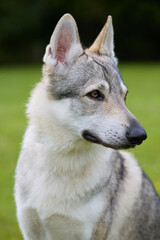Youth male of czechoslovak wolfdog posing outdoor in nature