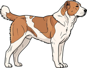 Central Asian Shepherd dog standing side profile view illustration