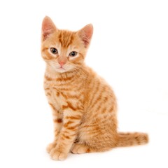 Obraz premium Closeup shot of a beautiful ginger domestic kitten sitting on a white surface