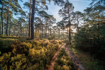 Kiefernwald auf der Kalmit mit Nebel und Sonnenstrahlen als Lichtfinger in mystischer Morgenstimmung