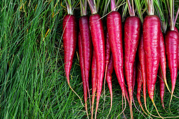 Bunch of bright red organic carrots (Rainbow variety) with green leaves are on the grass lawn in the garden.