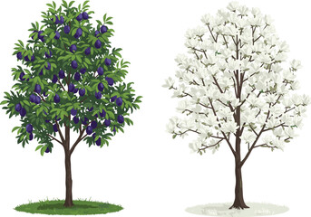 Obraz premium Plum tree with ripe fruits, flowering magnolia in spring, seasonal contrast, nature landscape, botanical garden, blooming trees, fruit harvest scene