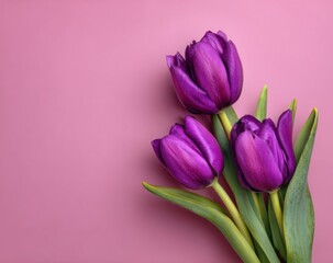 Three purple tulips on a pink background (2)