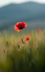 red poppy in a field