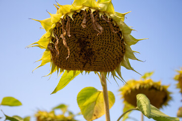 sunflower on blue sky background