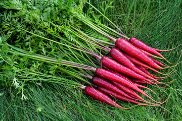 Bunch of bright red organic carrots (Rainbow variety) with green leaves are on the grass lawn in the garden.