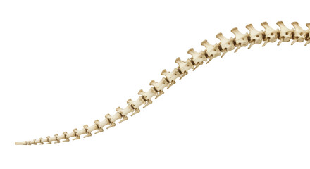 Tail Vertebrae PNG – 3D Render of Marine Mammal Spine Bones Isolated on Transparent Background