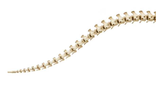 Tail Vertebrae PNG – 3D Render of Marine Mammal Spine Bones Isolated on Transparent Background