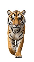 Fototapeta premium Tiger Stride, Powerful Predator, Majestic Wildcat, Focused Gaze, Natures Beauty.