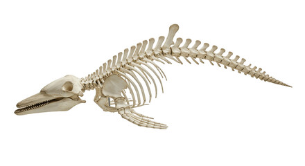 Whale Skeleton PNG – 3D Render of Marine Mammal Bones Isolated on Transparent Background