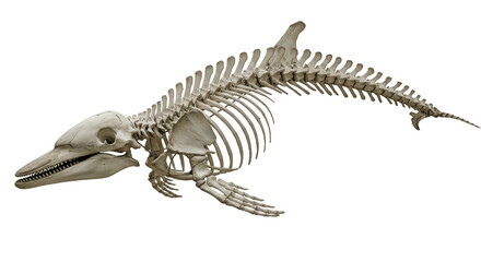 Whale Skeleton PNG – 3D Render of Marine Mammal Bones Isolated on Transparent Background