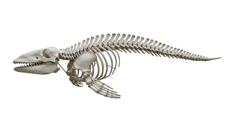 Whale Skeleton PNG – 3D Render of Marine Mammal Bones Isolated on Transparent Background
