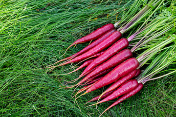 Bunch of bright red organic carrots (Rainbow variety) with green leaves are on the grass lawn in the garden.