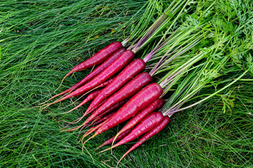 Bunch of bright red organic carrots (Rainbow variety) with green leaves are on the grass lawn in the garden.