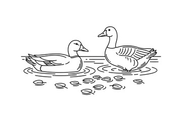 Obraz premium Elegant Duck Couple Swimming Serene Pond Minimalist Black and White Line Art Illustration