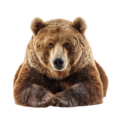 Fototapeta premium A majestic brown bear sits calmly, paws neatly placed, against a transparent background. background removed