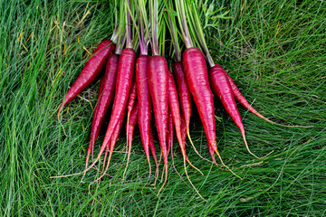 Bunch of bright red organic carrots (Rainbow variety) with green leaves are on the grass lawn in the garden.