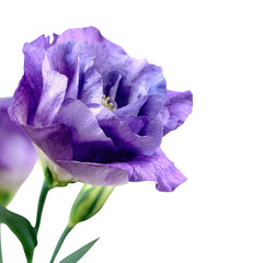 Close-up of a vibrant purple Lisianthus flower with delicate petals against a muted transparent background. background removed