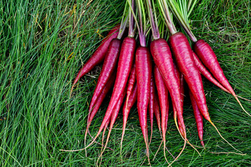 Bunch of bright red organic carrots (Rainbow variety) with green leaves are on the grass lawn in...