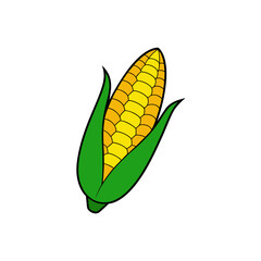 Illustration of a ripe corn cob on transparent background