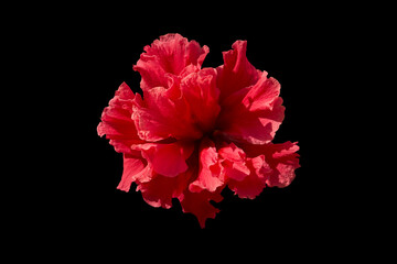 A red flower isolated on black.
