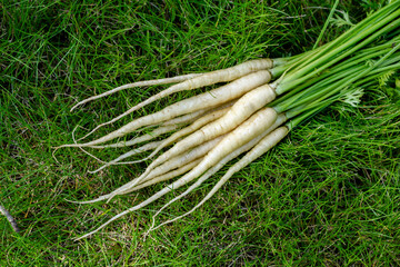 Bunch of white organic carrots (Luna white variety) with green leaves are on the grass lawn in the summer garden.