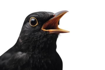 Close-up of a blackbird with its beak open, singing or calling. background removed