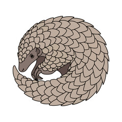 
pangolin illustration design