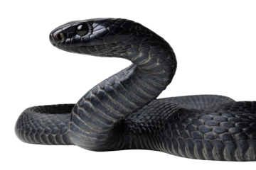 Close-up of a black snake with textured scales, isolated on a transparent background. background removed