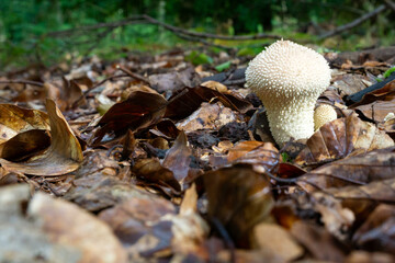White puffball mushroom on forest floor among leaves