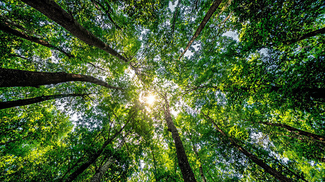 Lush green forest canopy with sunlight filtering through leaves, creating a serene atmosphere, showcasing nature's beauty and tranquility in a vibrant ecosystem
