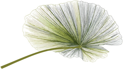 Detailed Palm Leaf Drawing for Botanical Illustration Enthusiasts