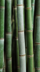 Fototapeta premium Close-up of green bamboo stems in natural vertical pattern. 