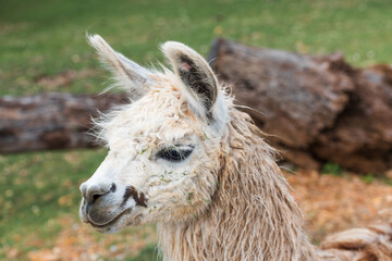 Obraz premium Close-Up Portrait of an Alpaca Head